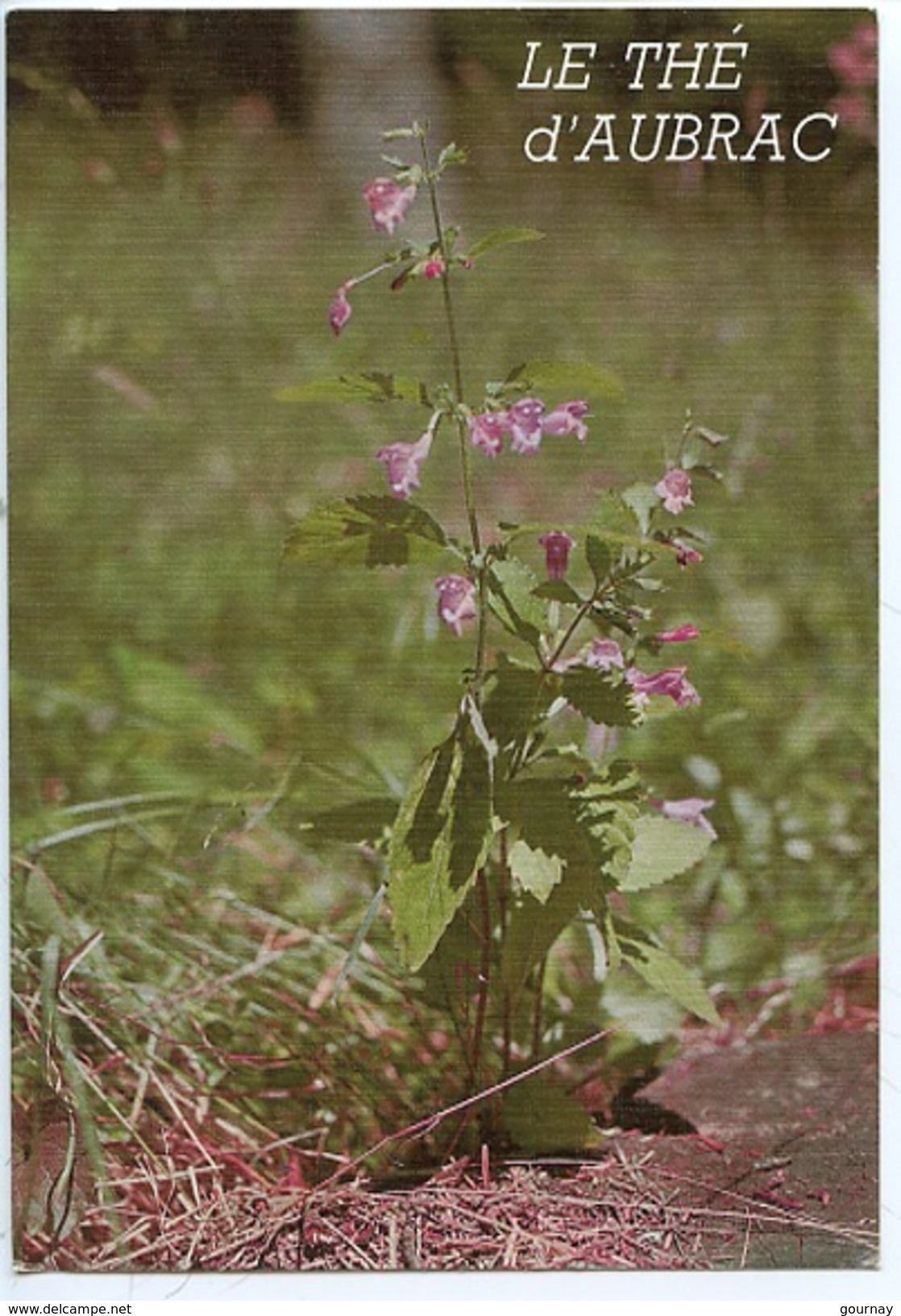 Le Thé D'Aubrac (la Flore Des Monts) CALAMENT à Grandes Fleurs (n°1104 Bos Vierge) - Plantes Médicinales