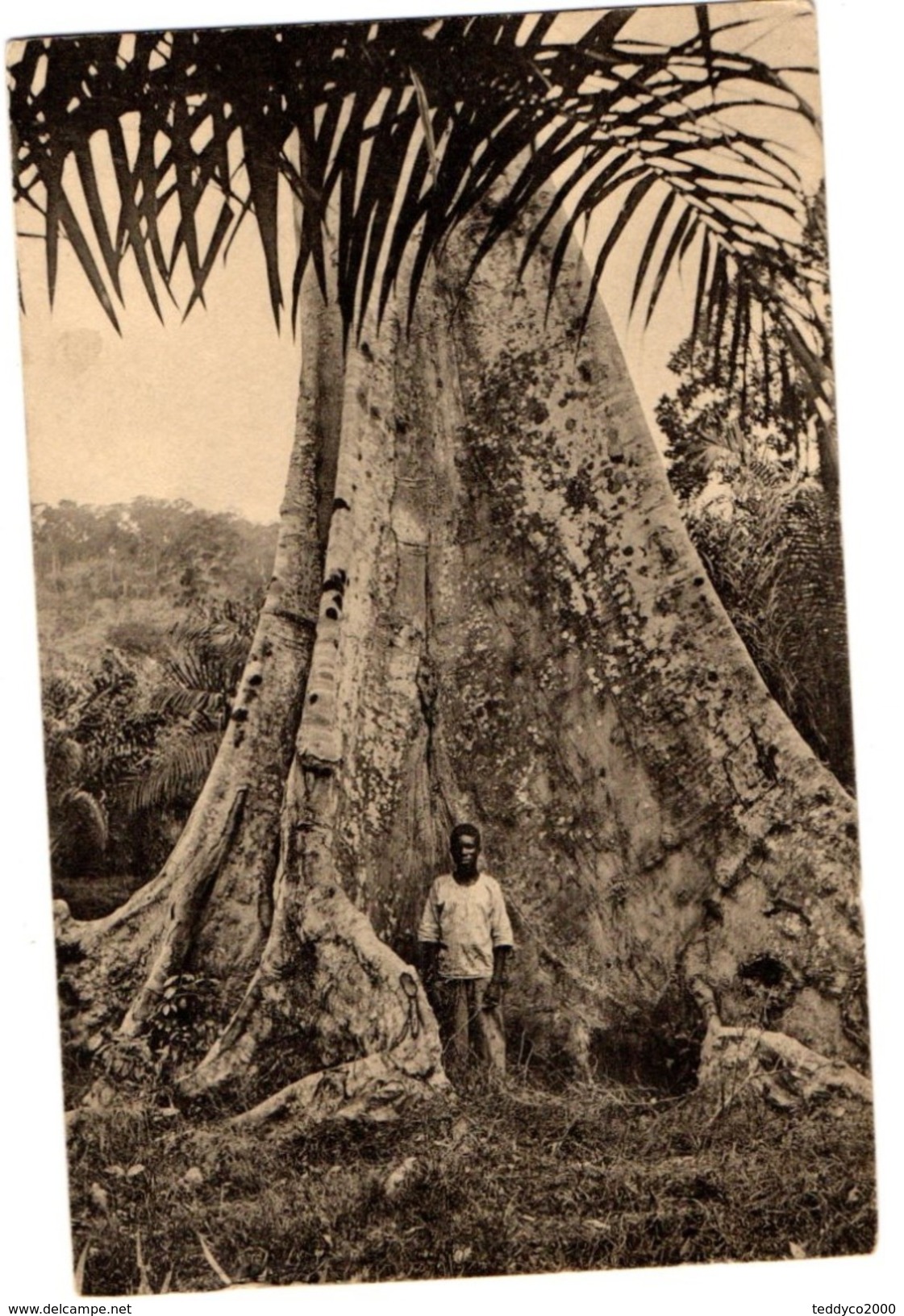 CONGO Baobab? - Congo Francese