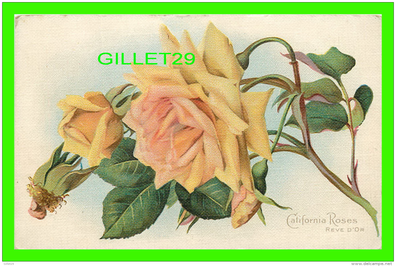 FLEURS - CALIFORNIA ROSES - RÊVE D"OR - CIRCULÉE EN 1911 - DOS 3/4 - - Fleurs