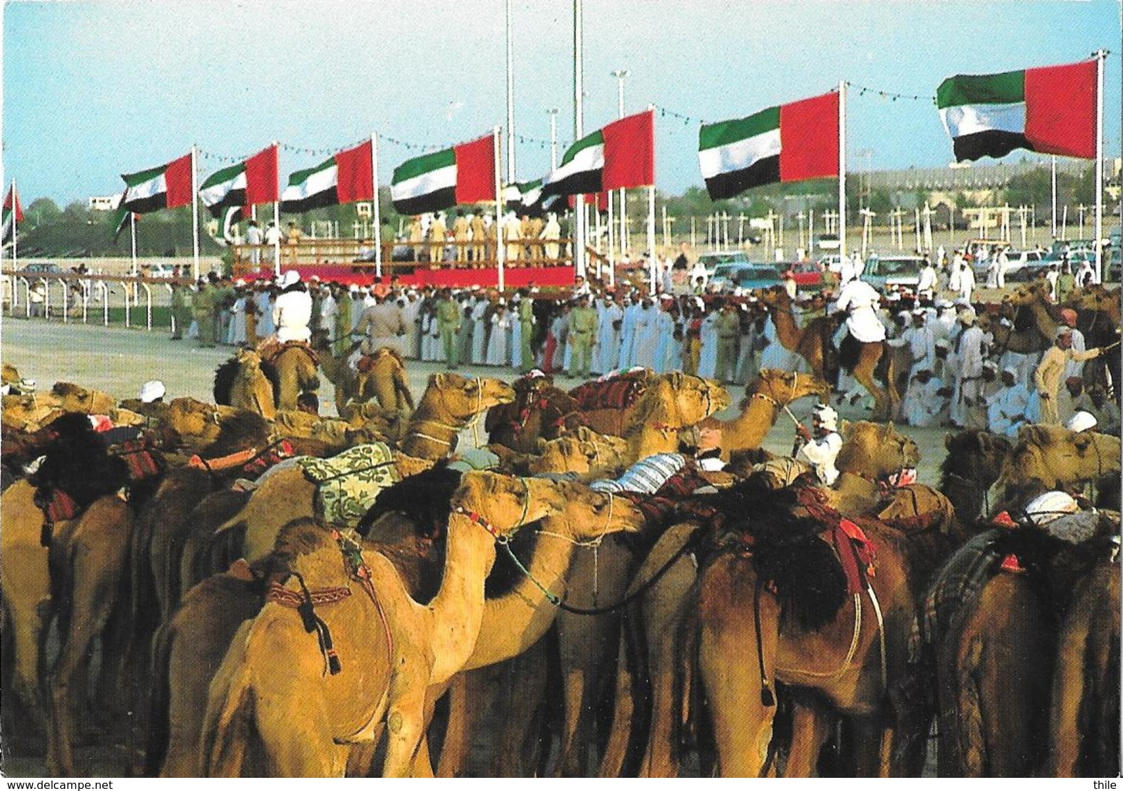 United Arab Emirates - National Folklore - Chameaux  - Camels - Ver. Arab. Emirate