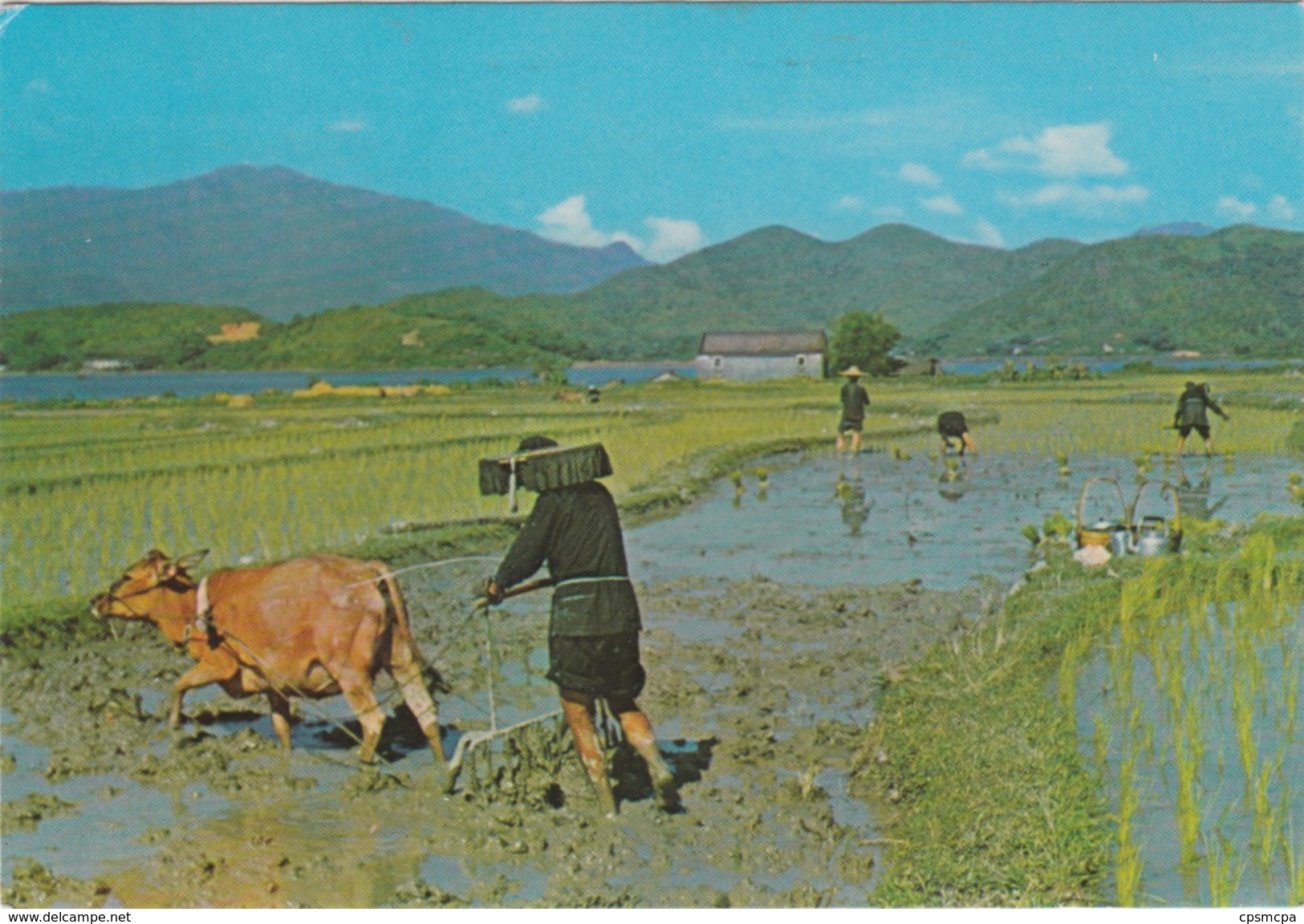 HONG KONG / PLOUGHING AND PLANTING N.T. - CHINESE FARMERS - Cina (Hong Kong)