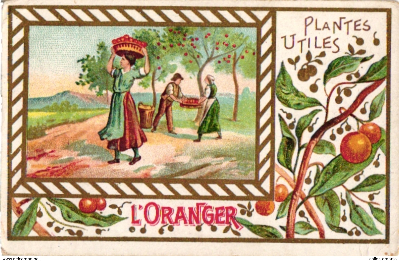 8Cards C1900 Pub Extrait Victor Fournier Plantes Utiles Useful Plants Olive Tree Olivier Seigle Rye Betterave Vigne Vine - Other & Unclassified