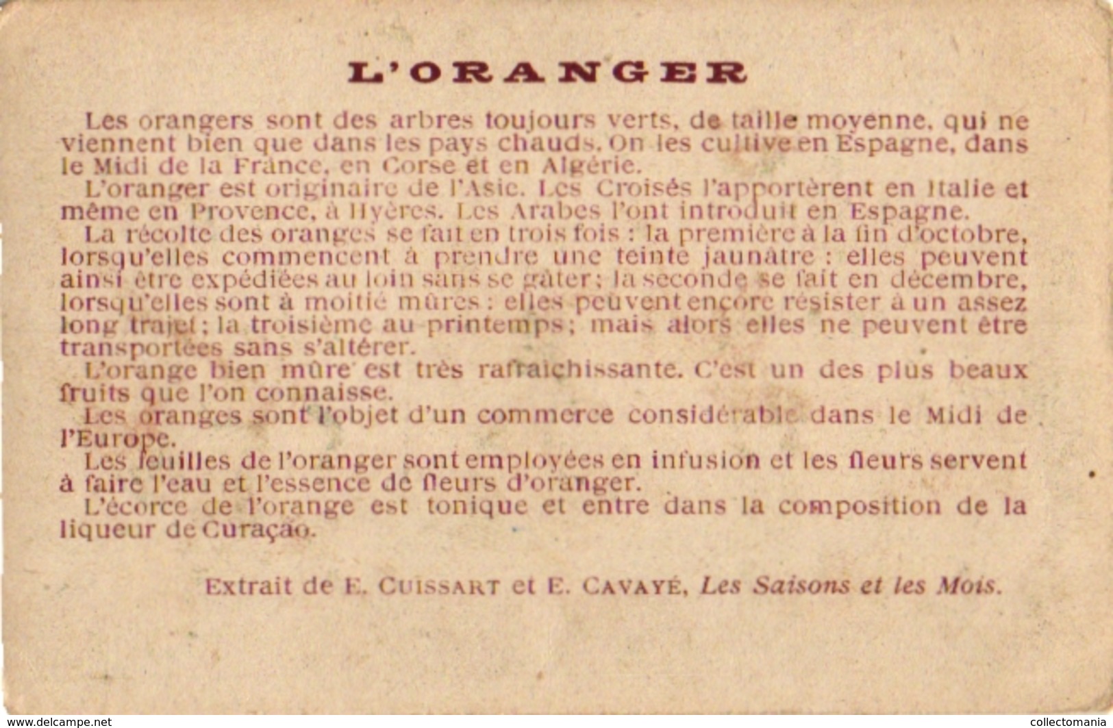 8Cards C1900 Pub Extrait Victor Fournier Plantes Utiles Useful Plants Olive Tree Olivier Seigle Rye Betterave Vigne Vine - Other & Unclassified