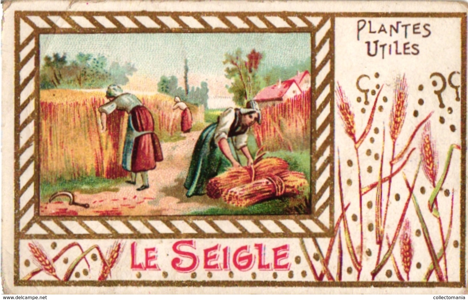 8Cards C1900 Pub Extrait Victor Fournier Plantes Utiles Useful Plants Olive tree Olivier seigle rye Betterave Vigne Vine