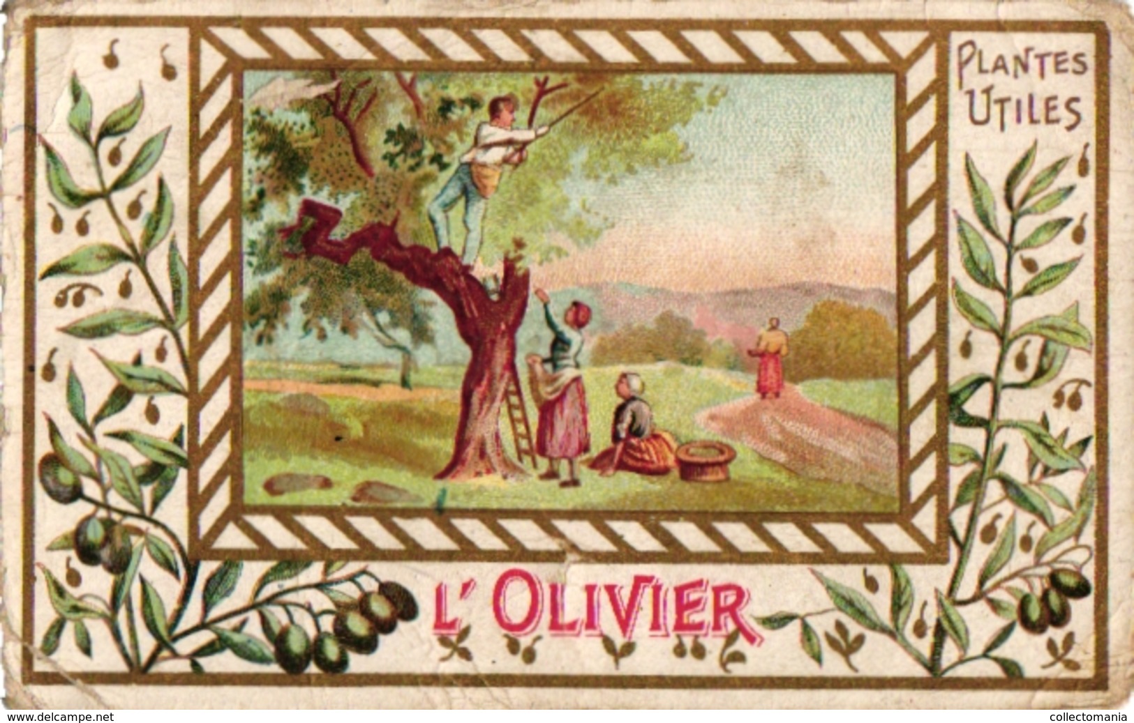 8Cards C1900 Pub Extrait Victor Fournier Plantes Utiles Useful Plants Olive tree Olivier seigle rye Betterave Vigne Vine