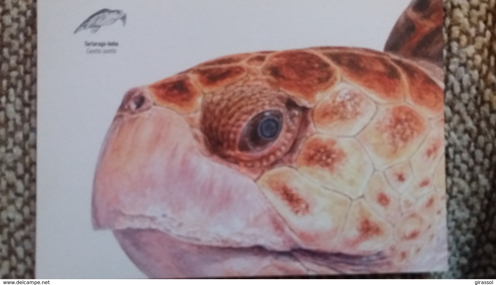 CPM TORTUE TARTARUGA BOBA CARETTA CARETTA FAUNA MARINHA DA MADEIRA - Tortues