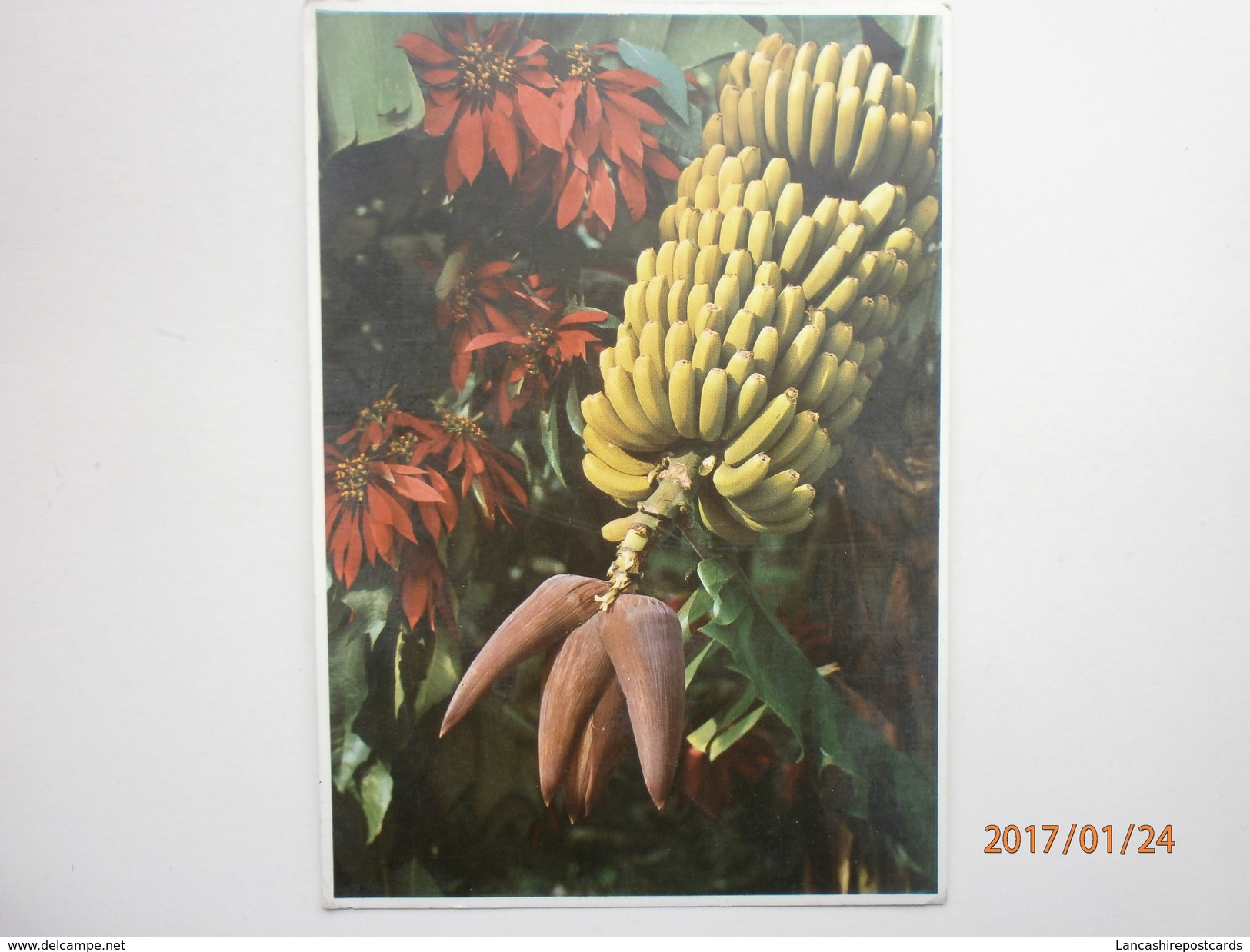 Postcard Banana The Most Important Source Of Wealth On Tenerife PU 1988 My Ref B227 - Cultivation