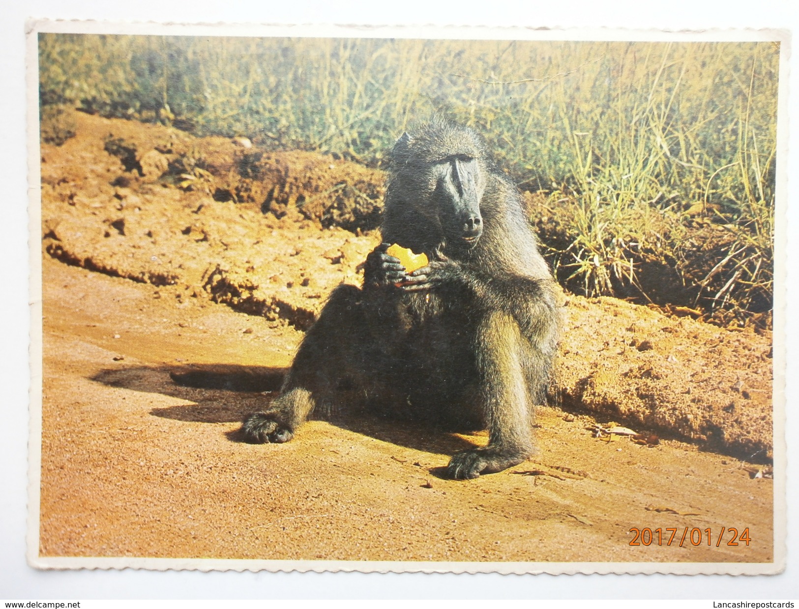 Postcard Baboon Eating Orange On Road To Cape Point Reserve Cape Town South Africa ? My Ref B234 - Apen