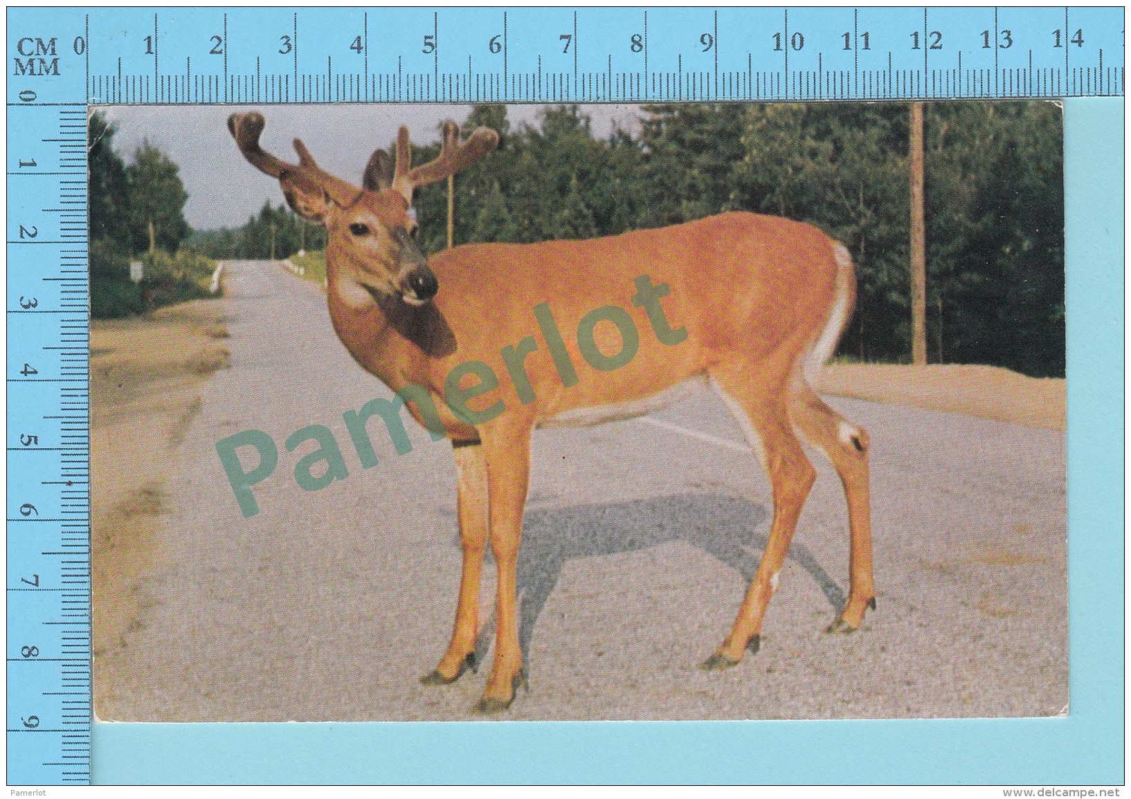 Canadian Red Deer On The High Way  -  Used In 1956 + Cnd Stamp- 2 Scans - Autres & Non Classés