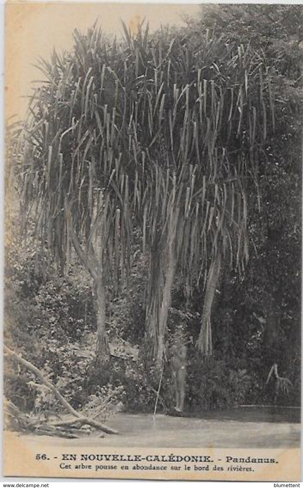 CPA Nouvelle Calédonie New Calédonia Océanie Non Circulé Arbre PANDANUS - Nouvelle Calédonie