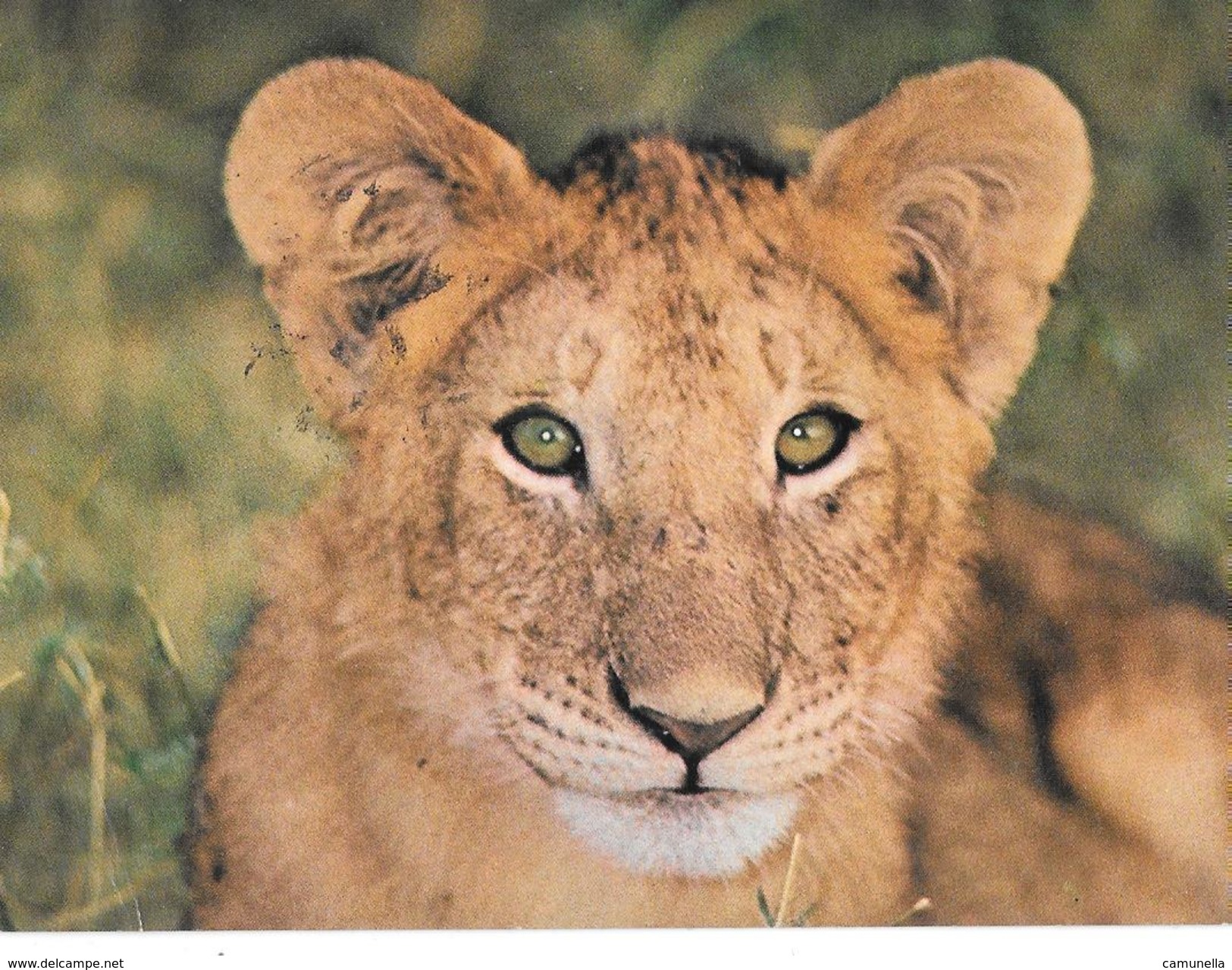 Cartoline- Animali-leone-tanzania - Leeuwen