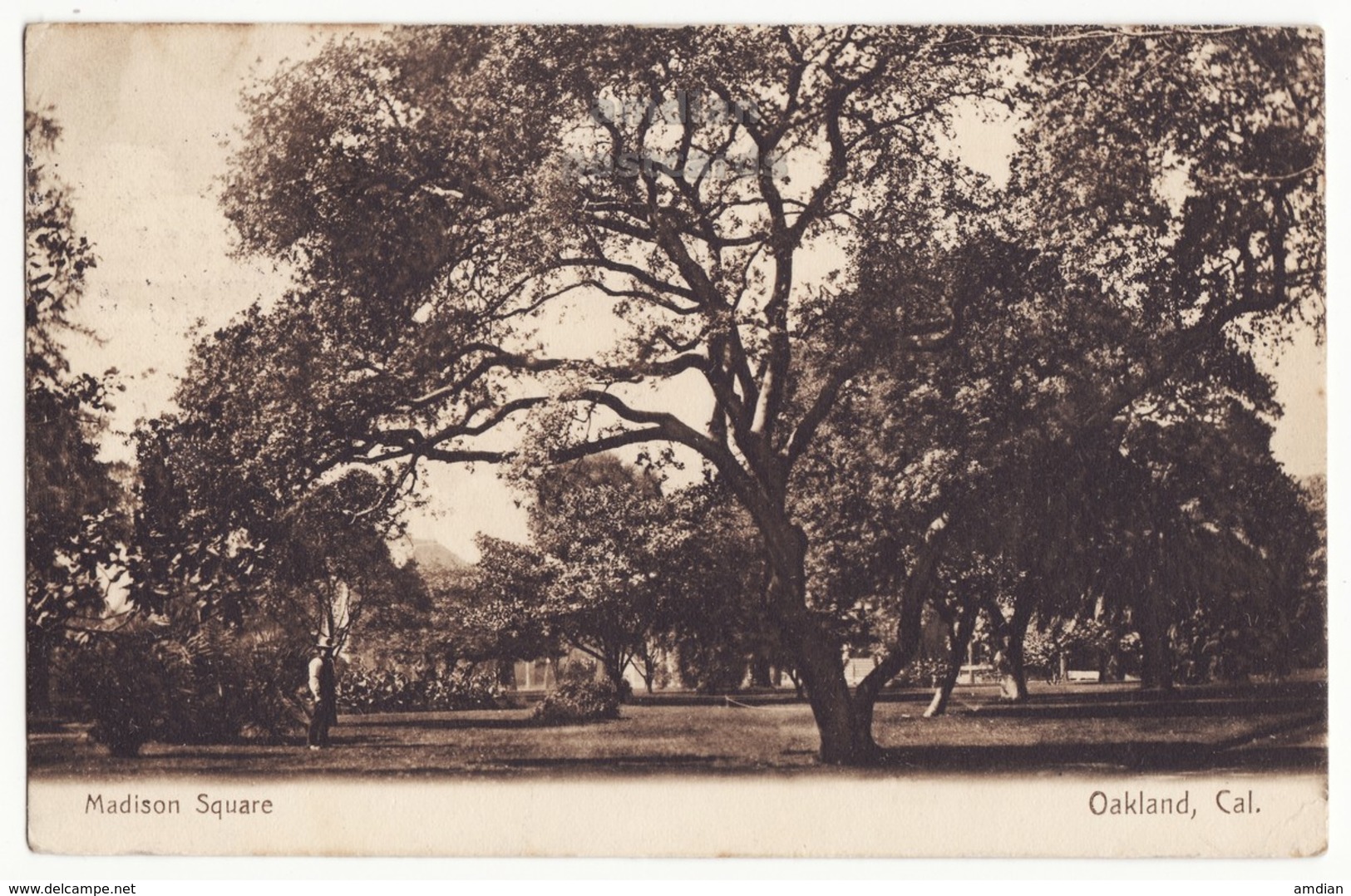 OAKLAND CALIFORNIA - MADISON SQUARE VIEW - MAN STANDING - 1910 Vintage Postcard [6993] - Oakland