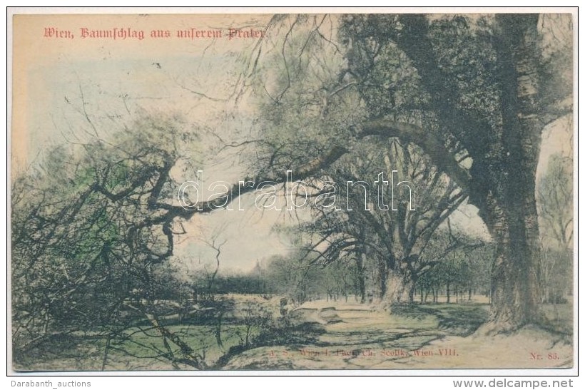 T2/T3 1899 Vienna, Wien; Baumschlag Aus Unterem Prater / Tree Fall (EK) - Unclassified