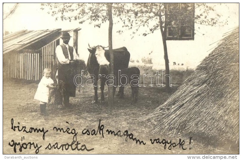 T2/T3 1909 Rafna, Ramna; MezÅ‘gazdas&aacute;gi Telep, Teh&eacute;n / Farm, Cattle, Cow, Photo (EK) - Unclassified