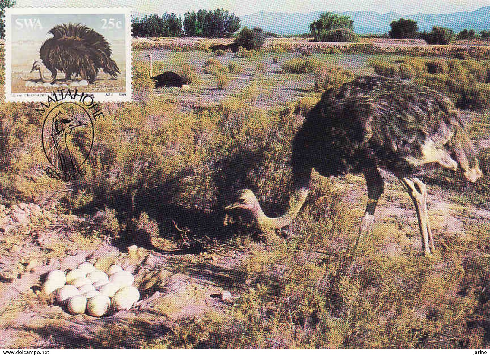 South Africa, Maximum Card 1985, The Ostrich, Strauss, Volstruis, Mint, Maltahohe - Autres & Non Classés