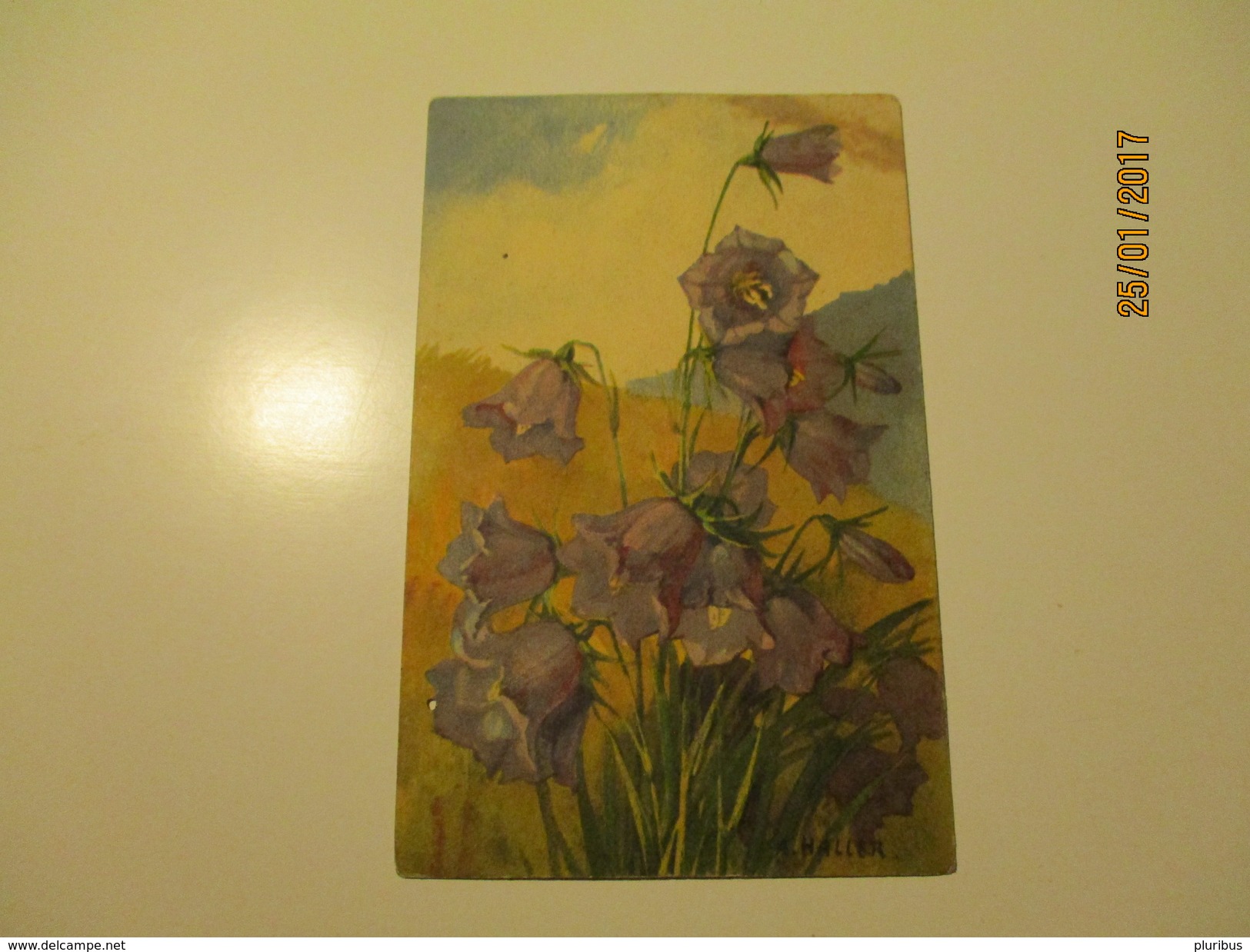 A. HALLER , FLOEWRS CAMPANULA  , OLD POSTCARD    , 0 - Haller, A.