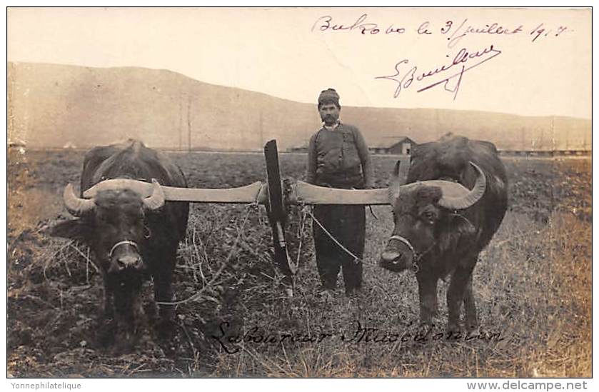 MACEDOINE - BUKOVO - Photo Card - Laboureur - Bovins / Bovids - Macédoine Du Nord