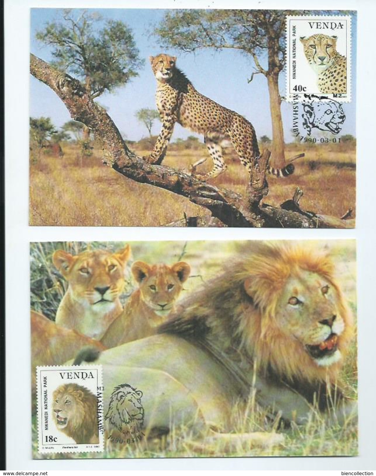 Venda (Afrique Du Sud) 4 Cartes Maximums ,Zèbre,Rhinocéros,Lion,Guépard - Venda