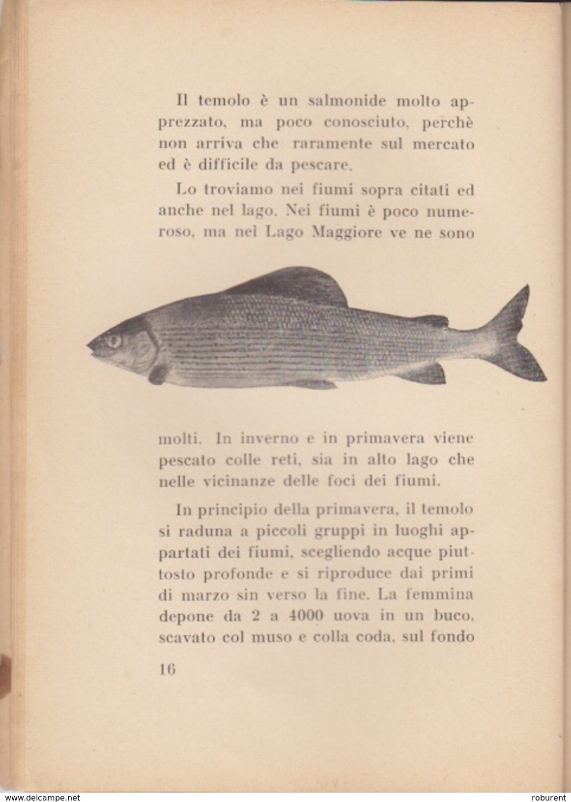 SVIZZERA-"I PESCI DEI LAGHI E DEI FIUMI DEL CANTONE TICINO"-ABITUDINI MODO E SISTEMI DI PESCARLI-34 RIPRODUZIONI FOTOG. - Autres & Non Classés