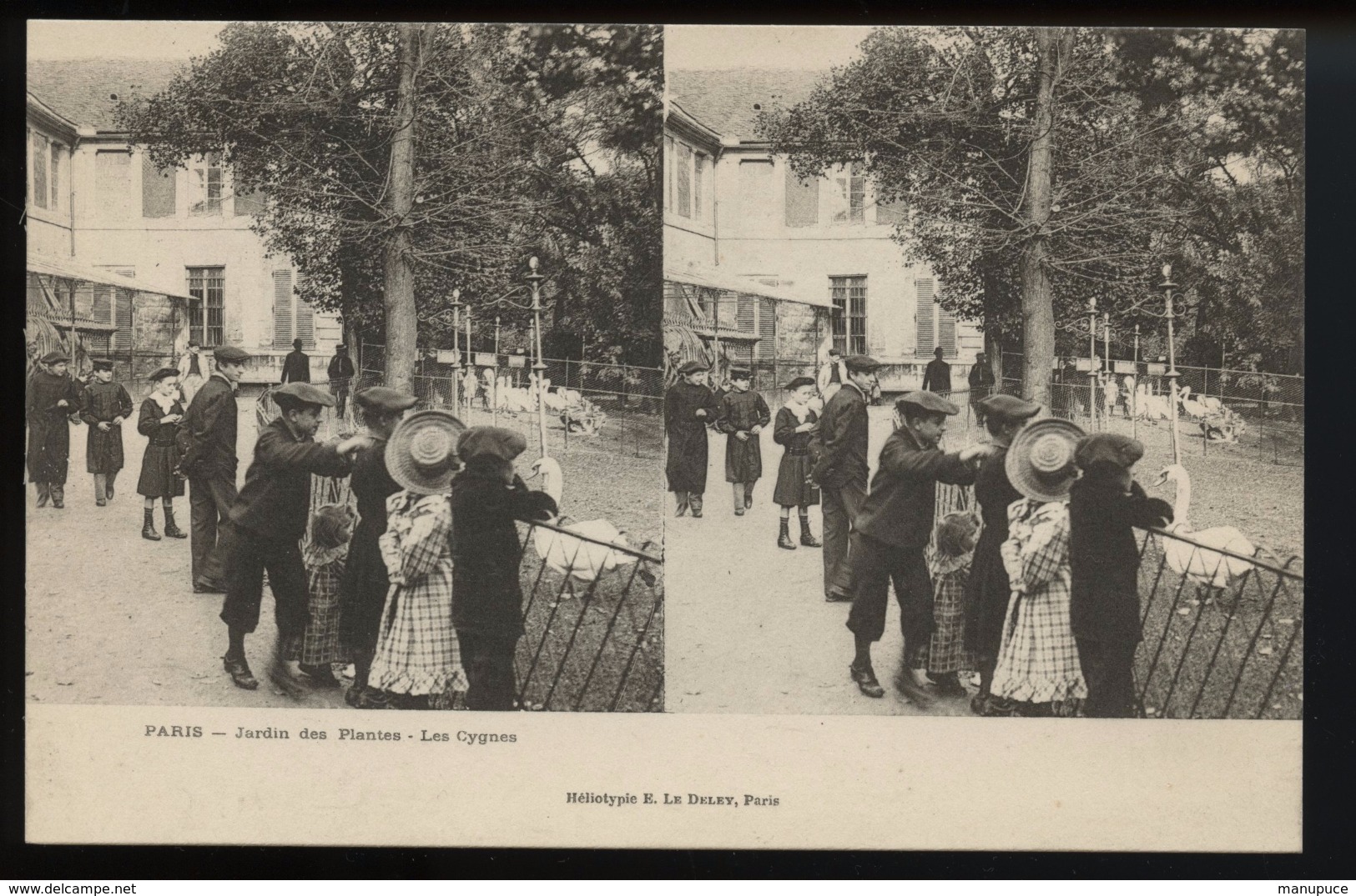 Paris Jardin Des Plantes Les Cygnes (carte Stereo) - Other & Unclassified