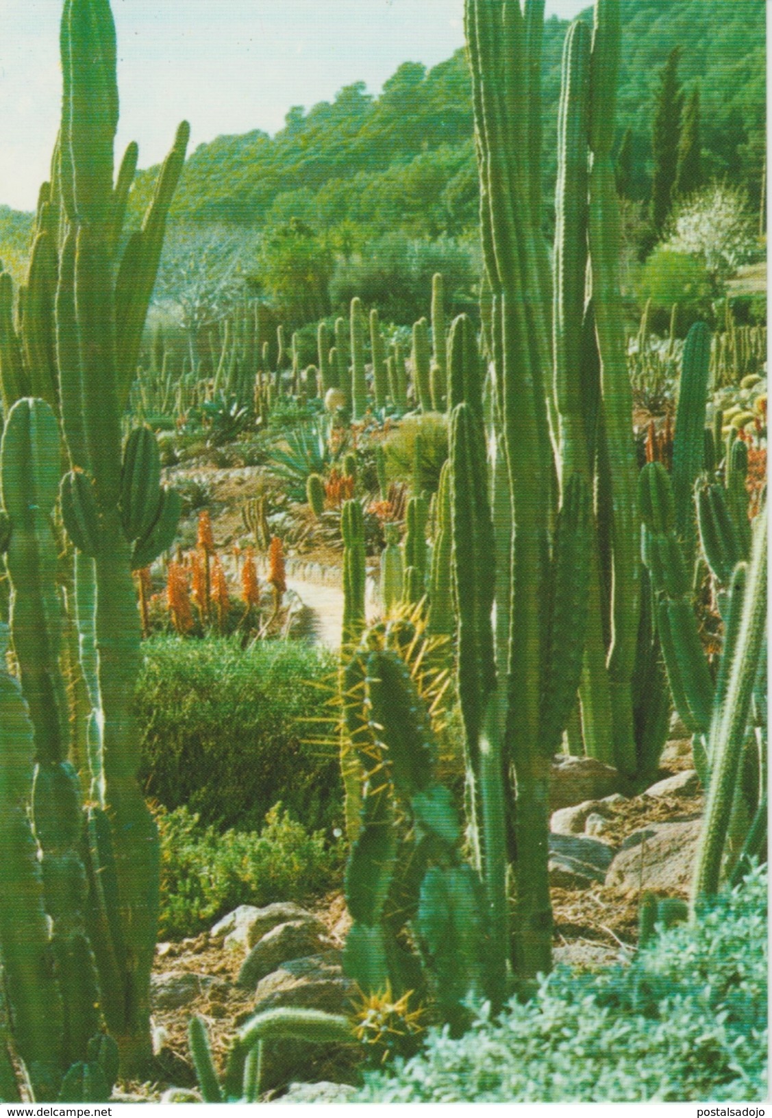 (BLA24) BLANES. JARDIN BOTANICO. CACTUS ... UNUSED - Cactus