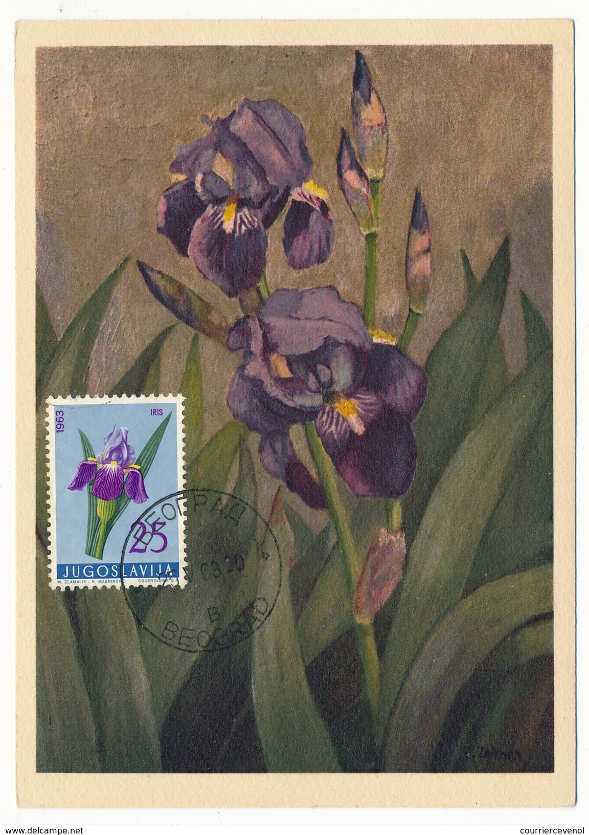 YOUGOSLAVIE => Carte Maximum => Iridaceae / Iris D'Allemagne  - Beograd 1963 - Sonstige & Ohne Zuordnung