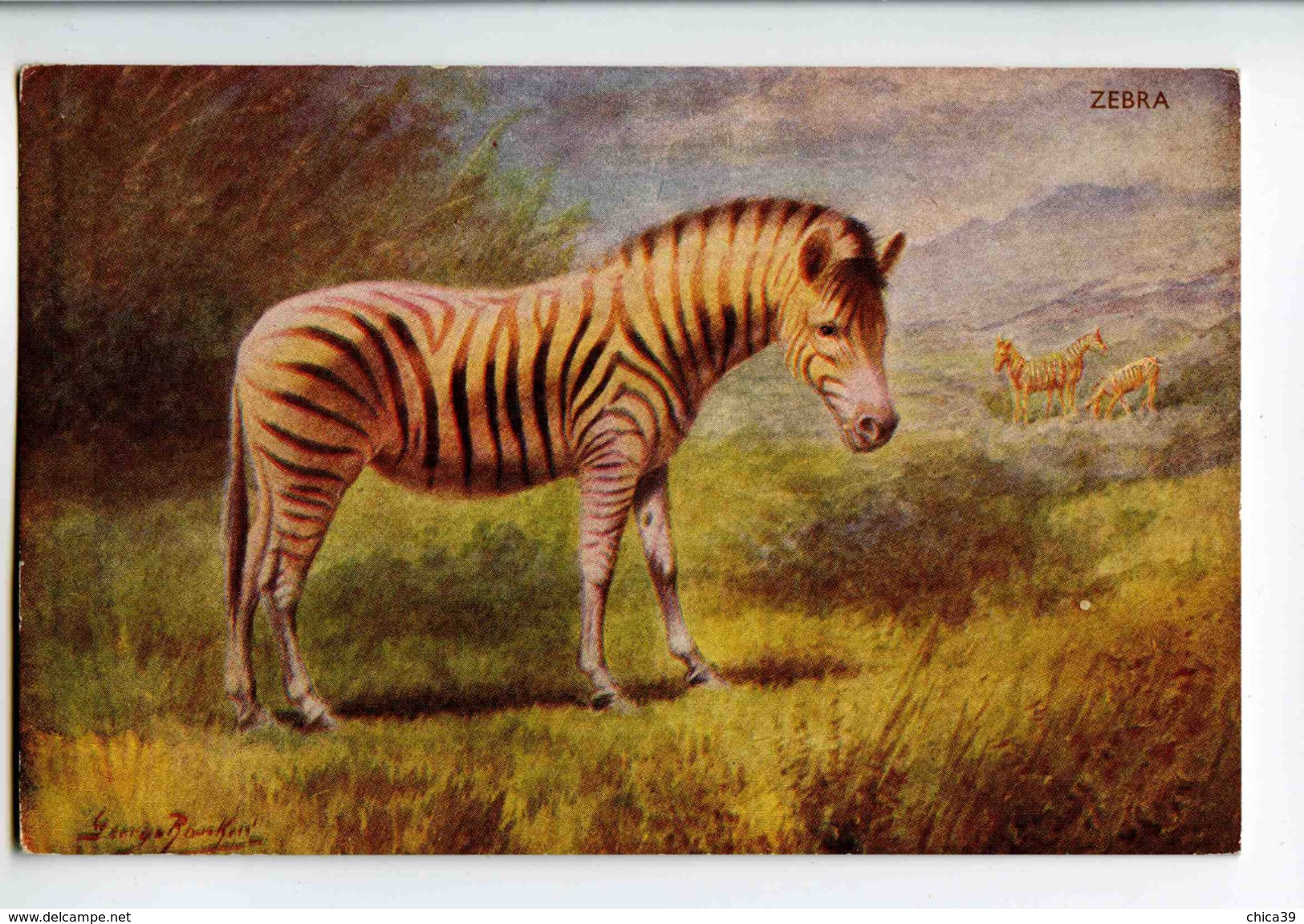 C 19262   -  Zebra  -  Illustrateur George Rankin - Tigres