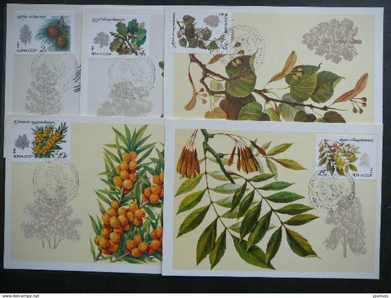 USSR Russia Sowjetunion 5x Cards 1980 Maximum Card # Protected Trees And Shrubs. Plants - Cartoline Maximum