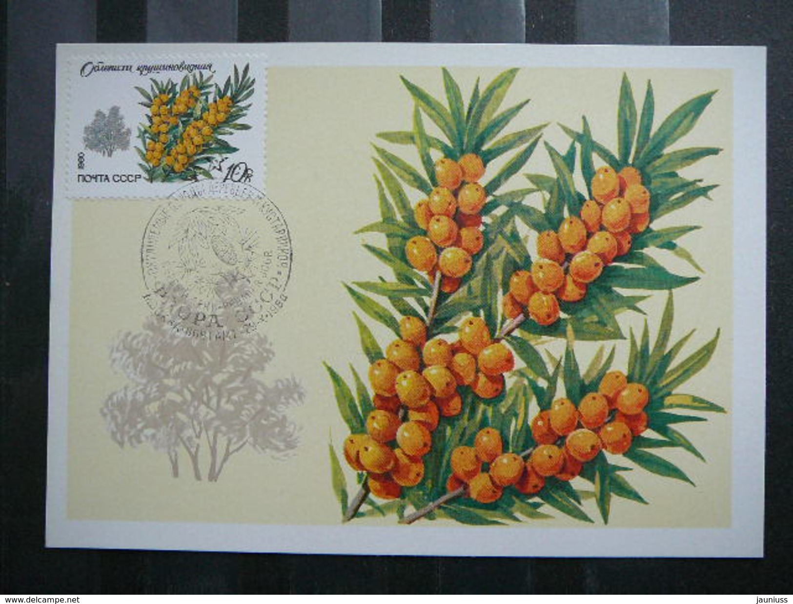 USSR Russia Sowjetunion 5x Cards 1980 Maximum Card # Protected Trees And Shrubs. Plants - Cartoline Maximum