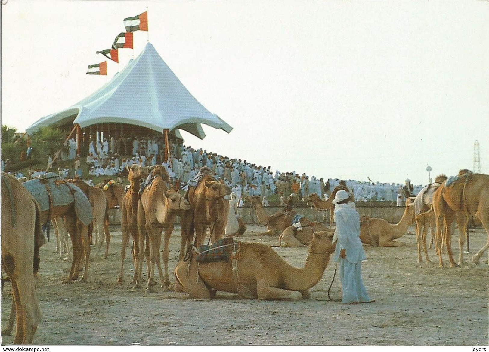 Camel Race.  ( Scan Veerso). - United Arab Emirates