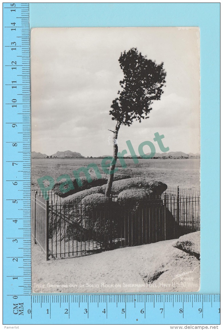 Carte Photo - Tree Growing Out Of Solid Rock, Sherman Hill, Photo From  Sanborn 1939-50 - 2 Scans - Photographs