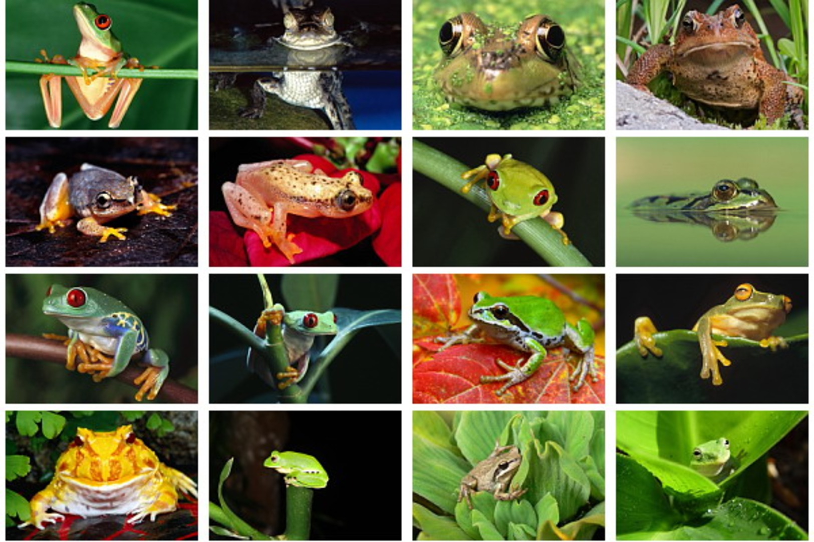 28 Postcards Of   Frog Frogs Animals,  Postkarte Carte Postale - Autres & Non Classés