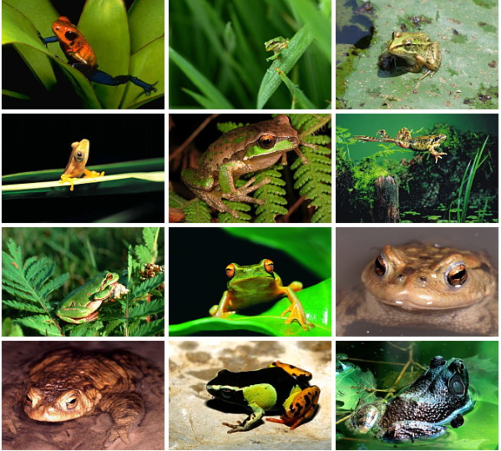 28 Postcards Of   Frog Frogs Animals,  Postkarte Carte Postale - Autres & Non Classés