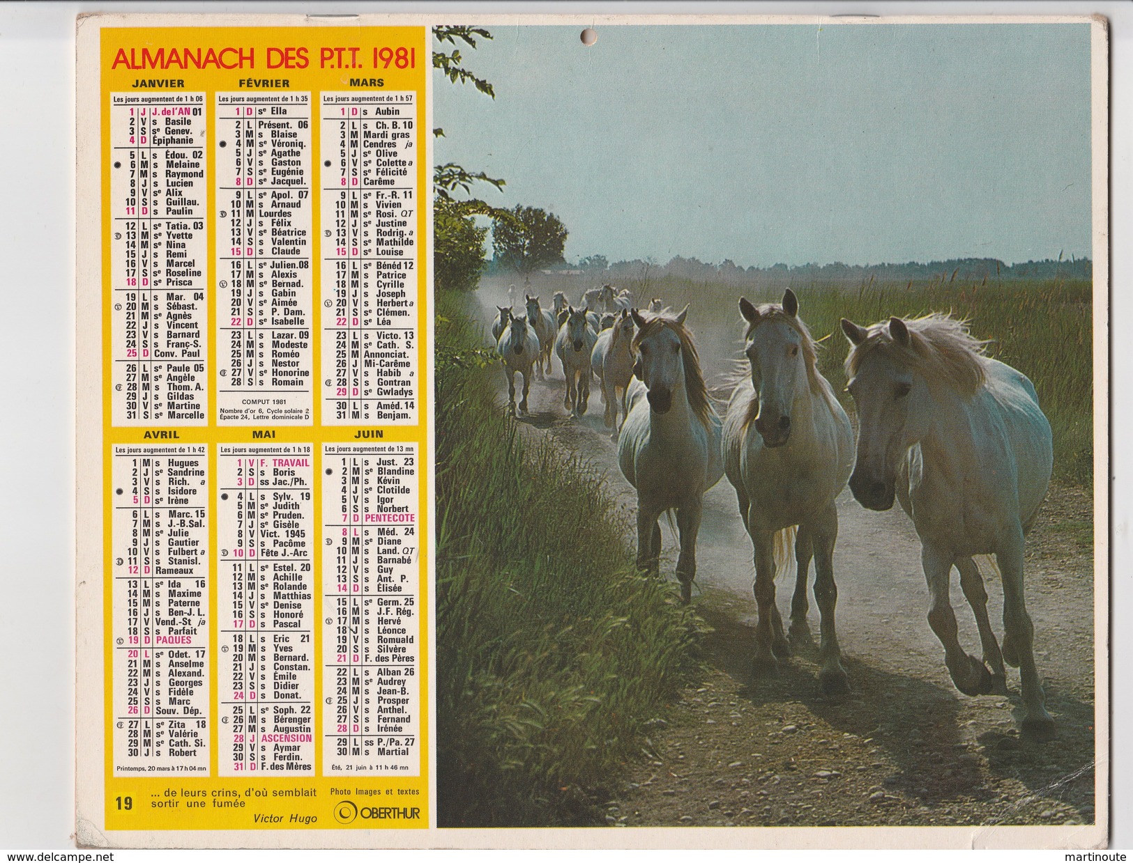 - CALENDRIER PTT Année 1981 - Chevaux   - - Big : 1981-90