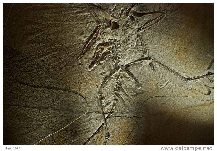 (NZ10-013 )   Archaeopteryx   Fossils  , Postal Stationery-Postsache F - Fossielen