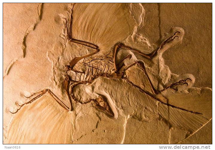 (NZ10-036  )   Archaeopteryx   Fossils  , Postal Stationery-Postsache F - Fossilien
