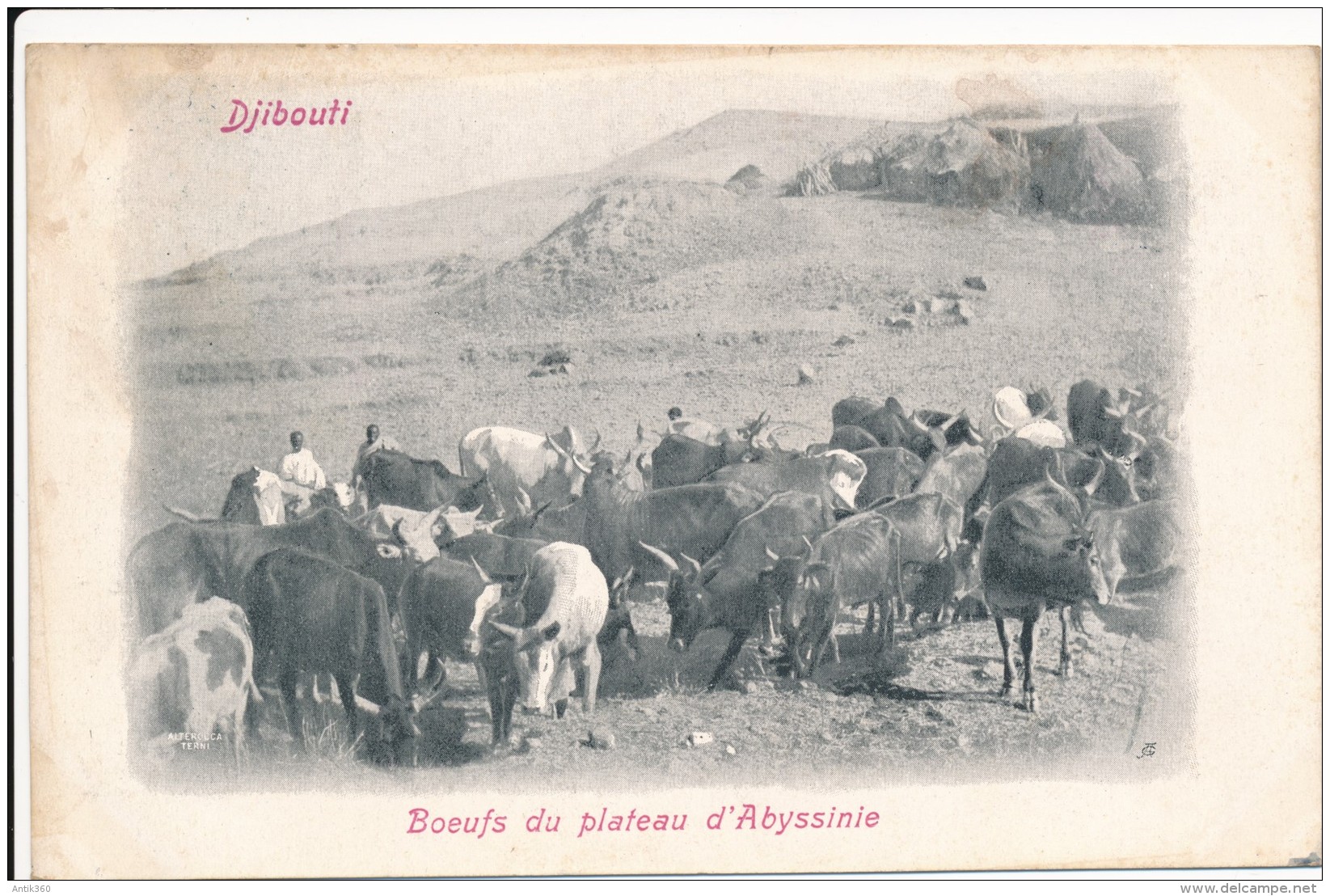 CPA DJIBOUTI Précurseur 1904 Boeufs Du Plateau D'Abyssinie + Cachet + Timbre Côte Des Somalis - Dschibuti