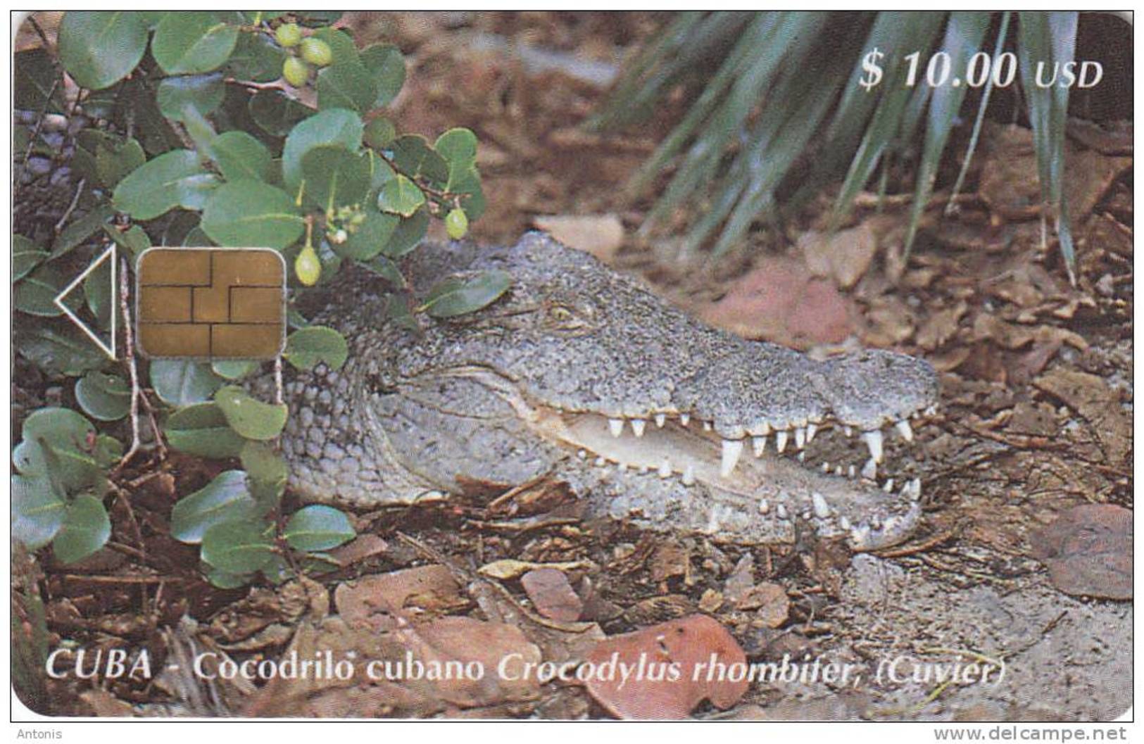 CUBA - Crocodile, Cocodrilo Cubano, Tirage 30000, 12/00, Used - Cocodrilos Y Aligatores