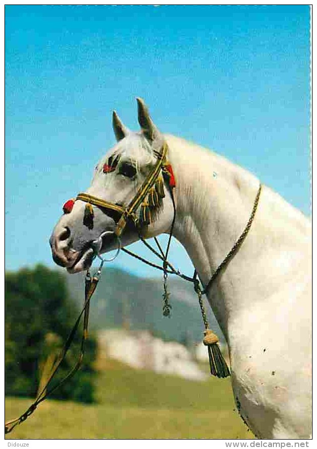 Animaux - Chevaux - Portrait De Cheval - Tete De Cheval - Carte Neuve - Voir Scans Recto-Verso - Horses