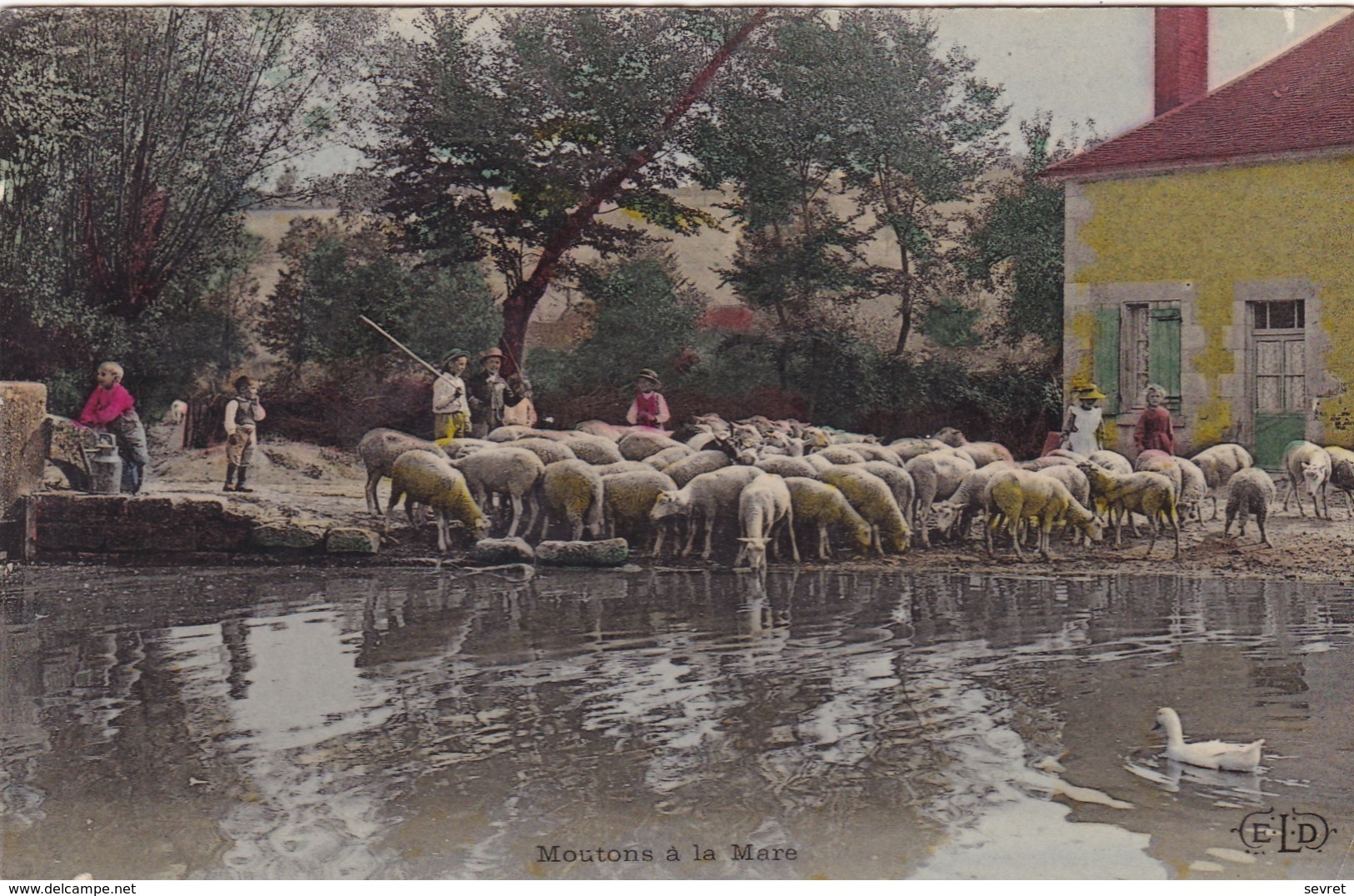 Moutons à La Mare. Joli Cliché - Viehzucht