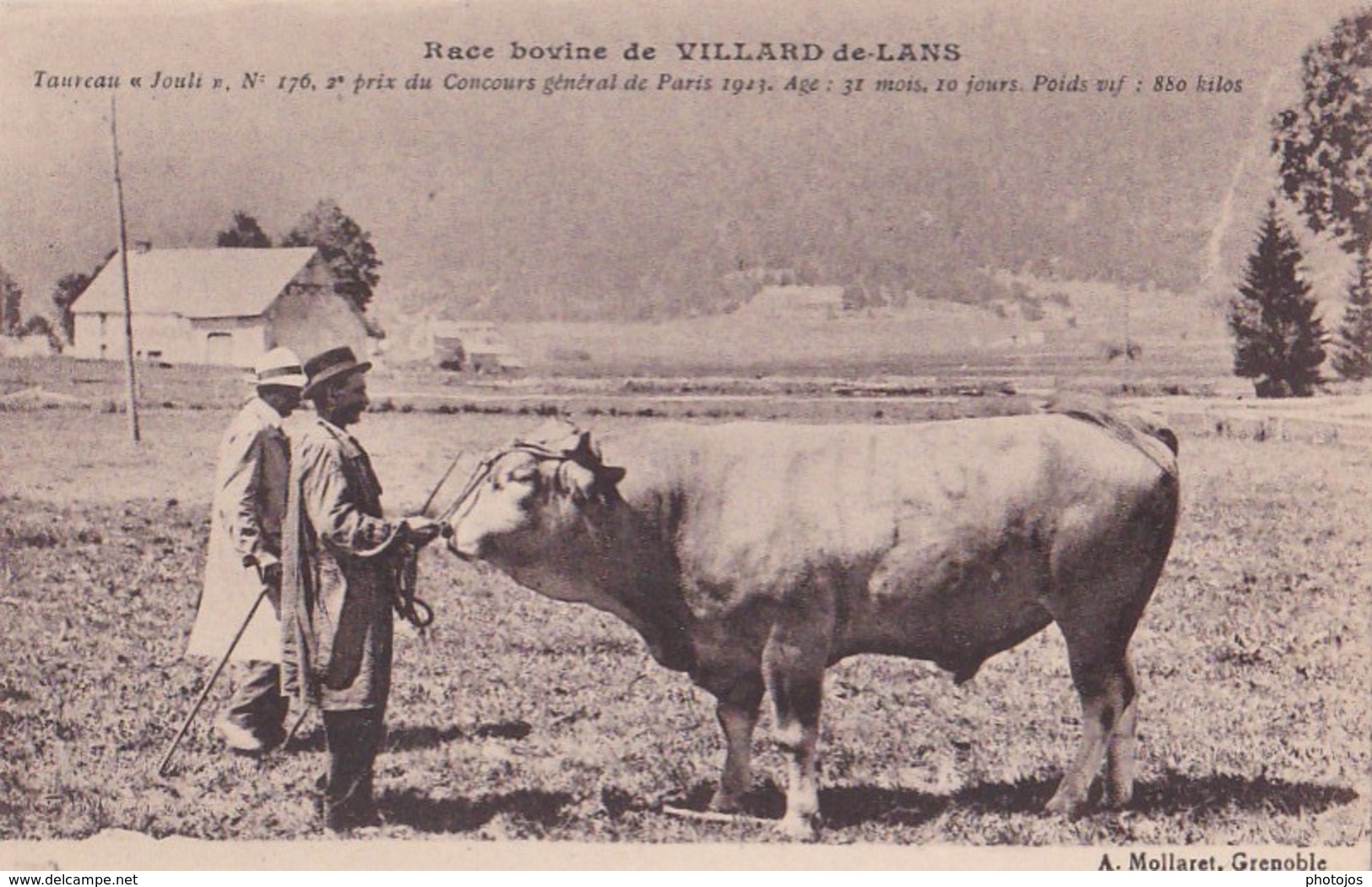 Carte  - Race Bovine De Villard-de-Lans (38) Taureau "Jouli" 2ème Prix Concours Général De Paris  1923     Ph Mollaret - Villard-de-Lans