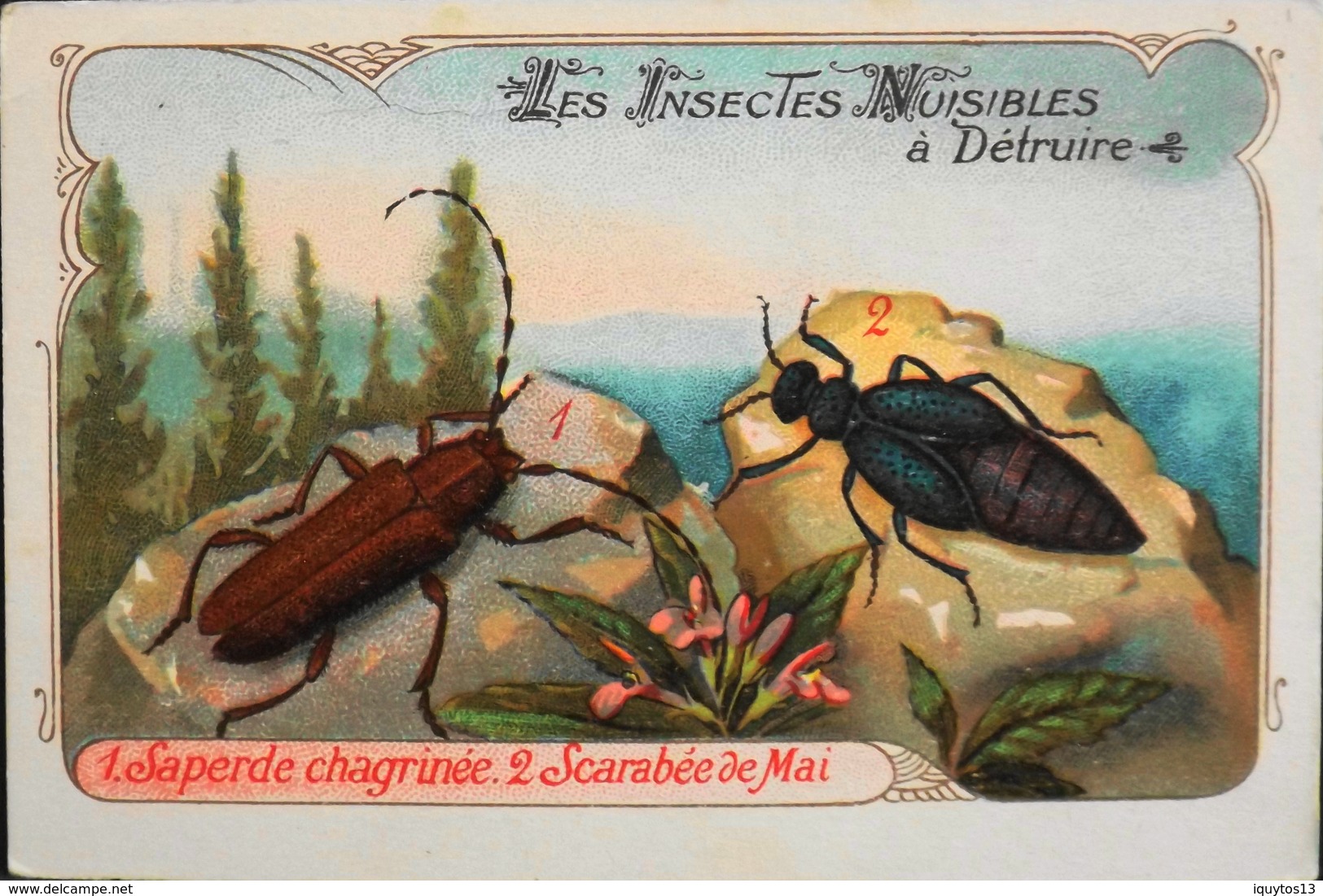 CHROMO & IMAGE - CHROMO Descriptive - Les Insectes Nuisibles à Détruire - En TB. état - Altri & Non Classificati