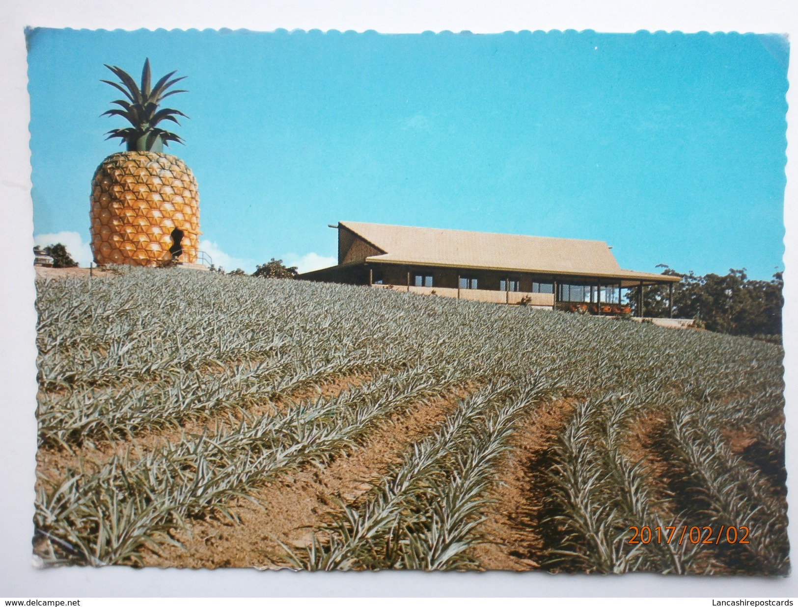 Postcard Sunshine Plantation Nr Nambour Queensland Pineapple Cultivation Farming Interest My Ref B2239 - Cultivation