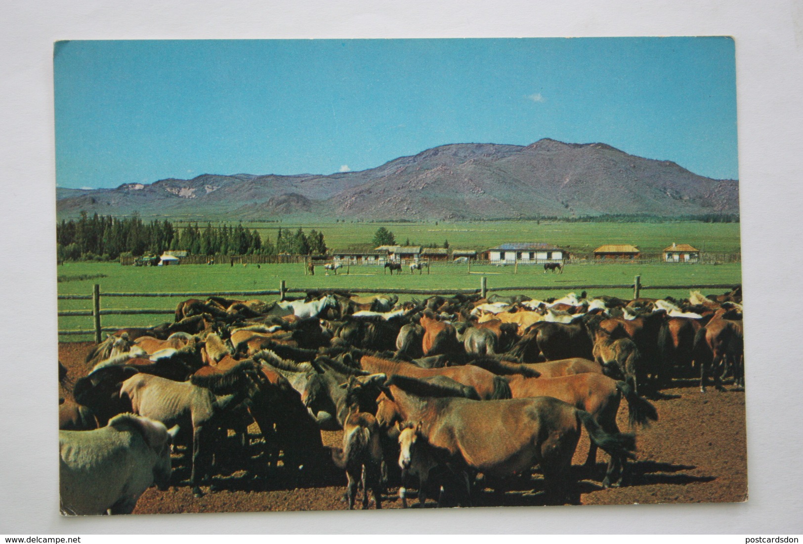 Mongolia. Horse Field In The Mountains. 1970s -    - Old Postcard - Mongolië