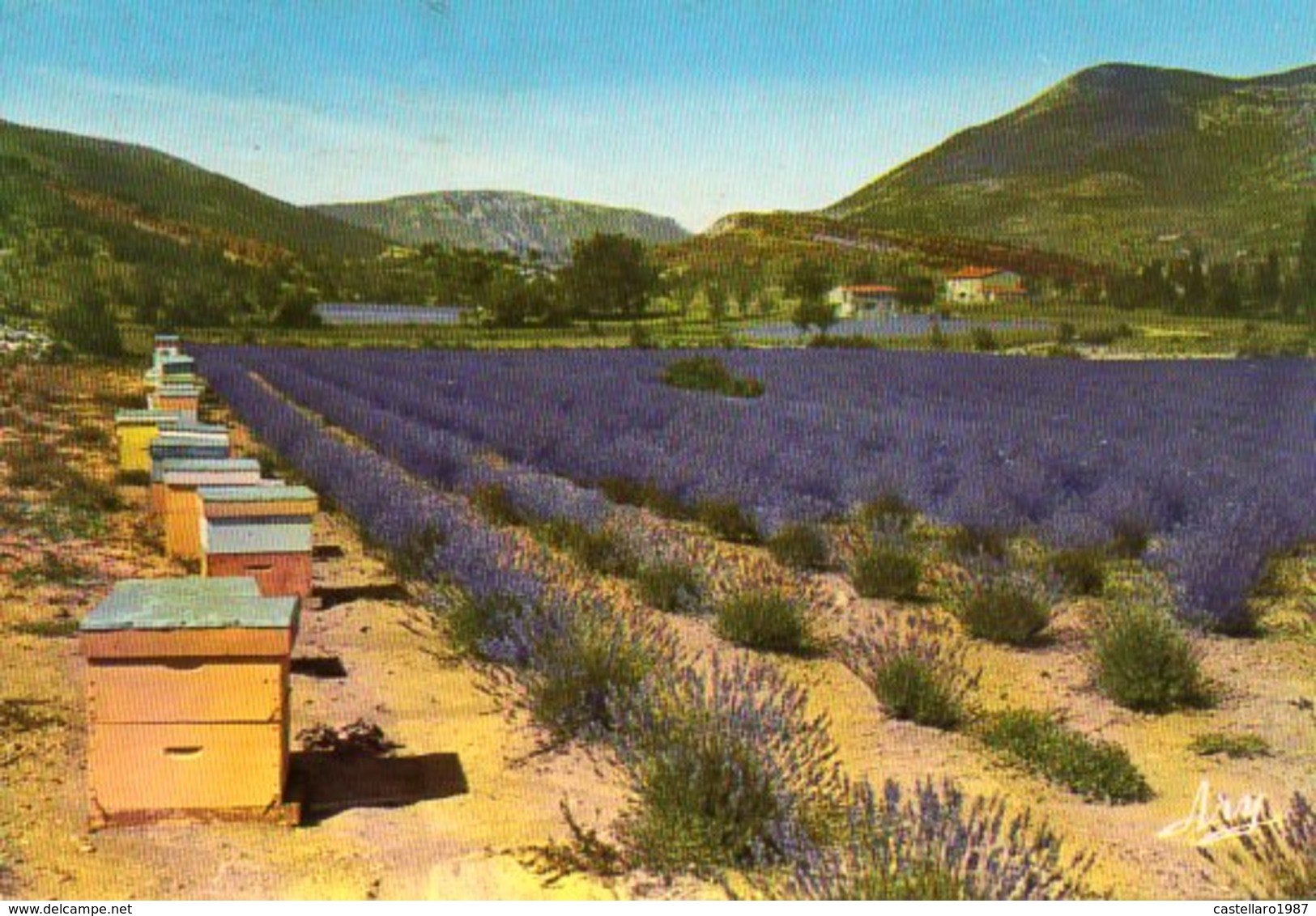 La Provence Pittoresque - Un Rucher Et Son Champ De Lavande - Landwirtschaftl. Anbau