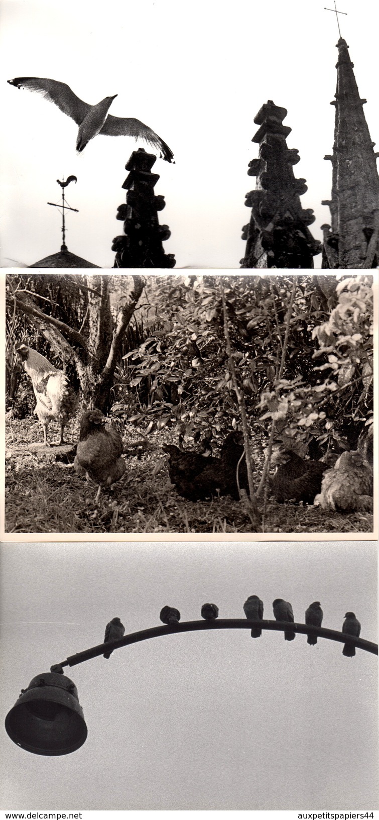 3 Grandes Photos Originales Animaux - Oiseaux - Mouette Bretonne - Coq Et Poules De Basse-cour & Moineaux Sur Réverbère - Anonymous Persons