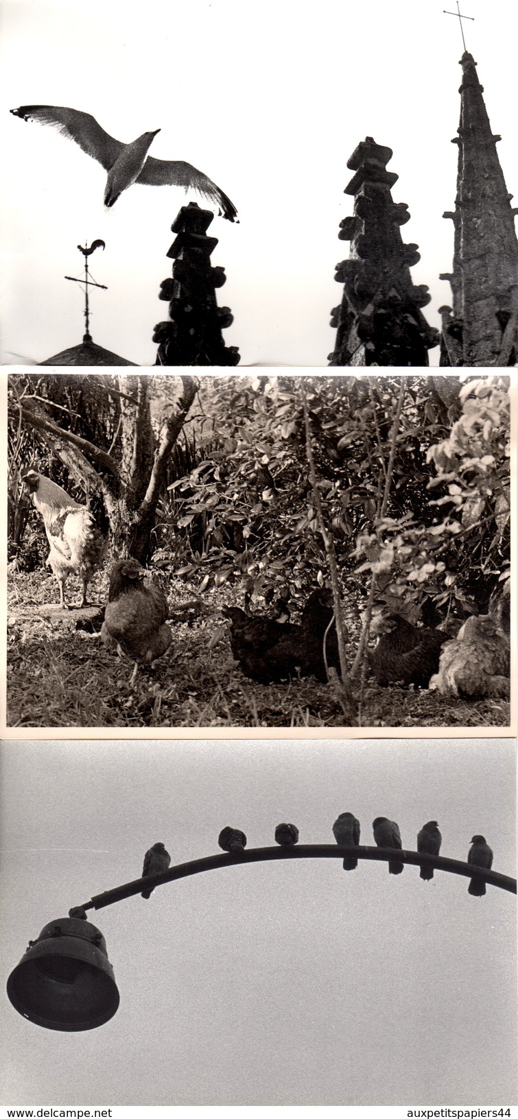 3 Grandes Photos Originales Animaux - Oiseaux - Mouette Bretonne - Coq Et Poules De Basse-cour & Moineaux Sur Réverbère - Anonyme Personen