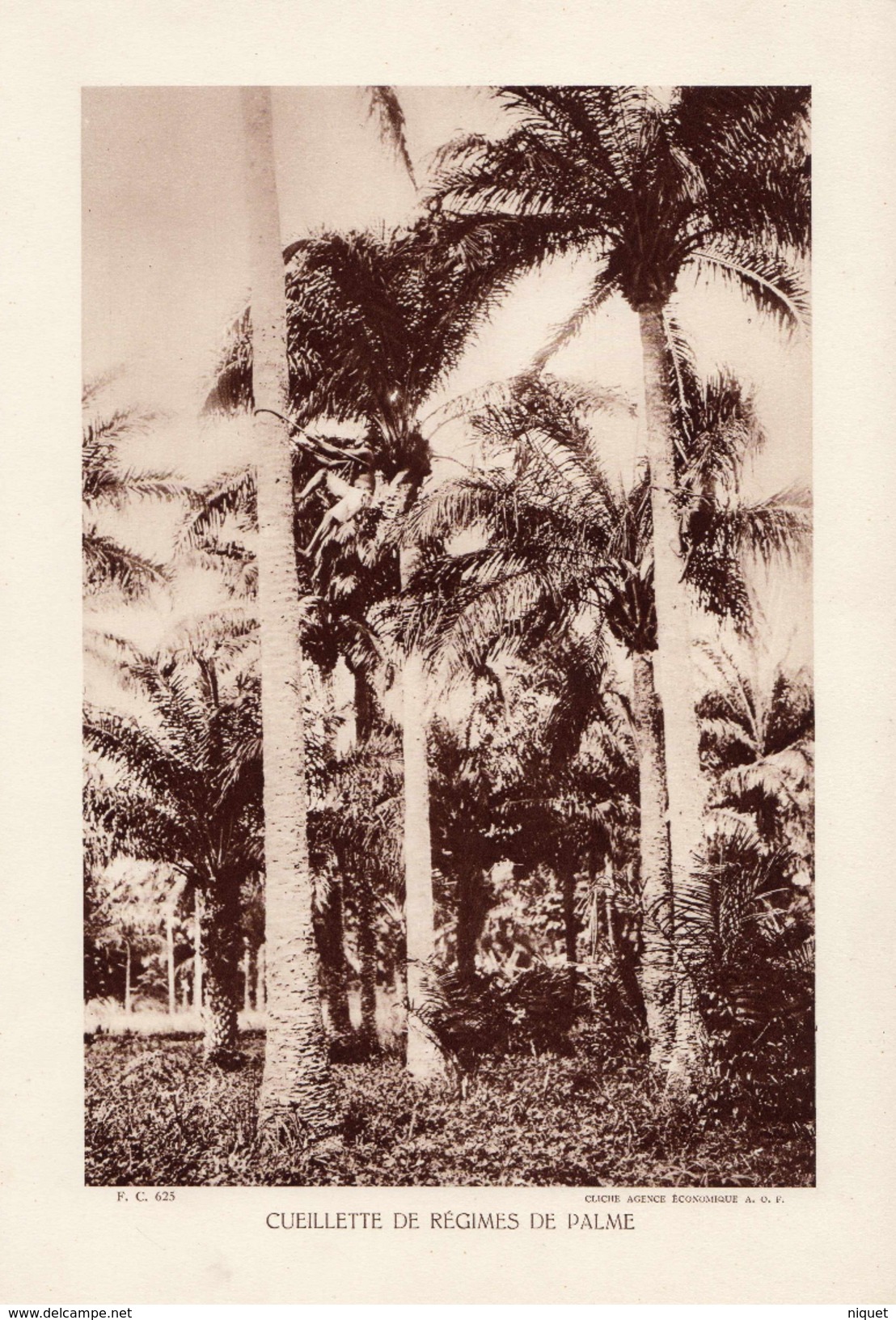 DAHOMEY, CUEILLETTE DE REGIMES DE PALME, Animée, Planche Densité = 200g, Format 20 X 29 Cm, (A.O.F.) - Géographie