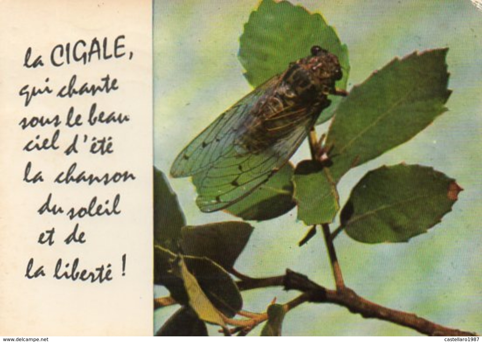 La CIGALE, Qui Chante Sous Le Beau Ciel D'été La Chanson Du Soleil Et De La Liberté! - Insetti