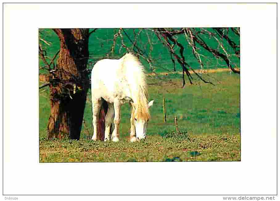 Animaux - Chevaux - Voir Scans Recto-Verso - Chevaux